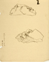䍂