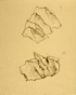 䍂
